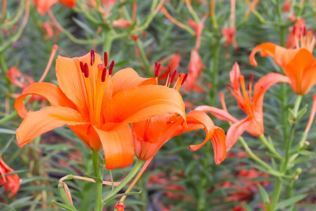 Oranje Genot: 10 Prachtige Soorten Oranje Lelies voor je Tuin