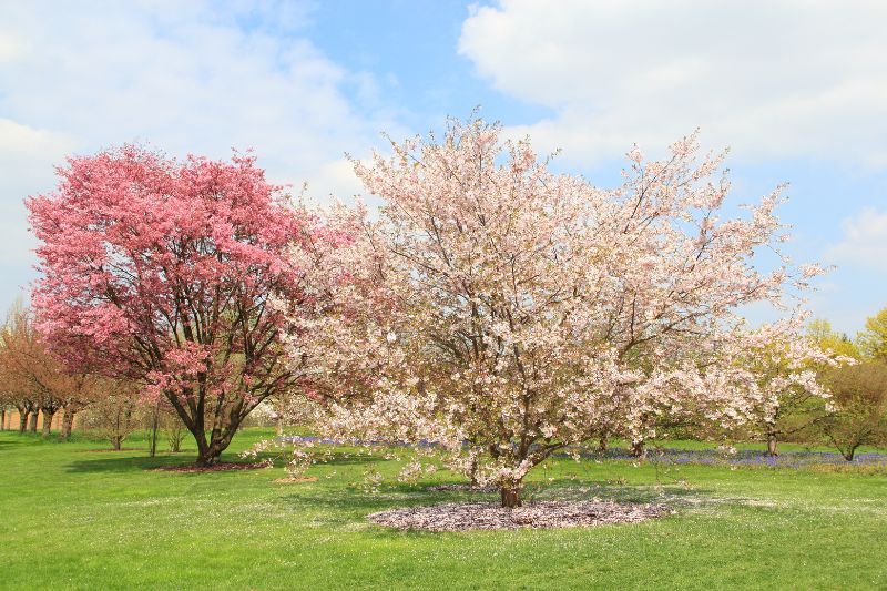 Natuurlijke Elegantie: 9 Prachtige Bomen en Struiken met Witte Bloemen