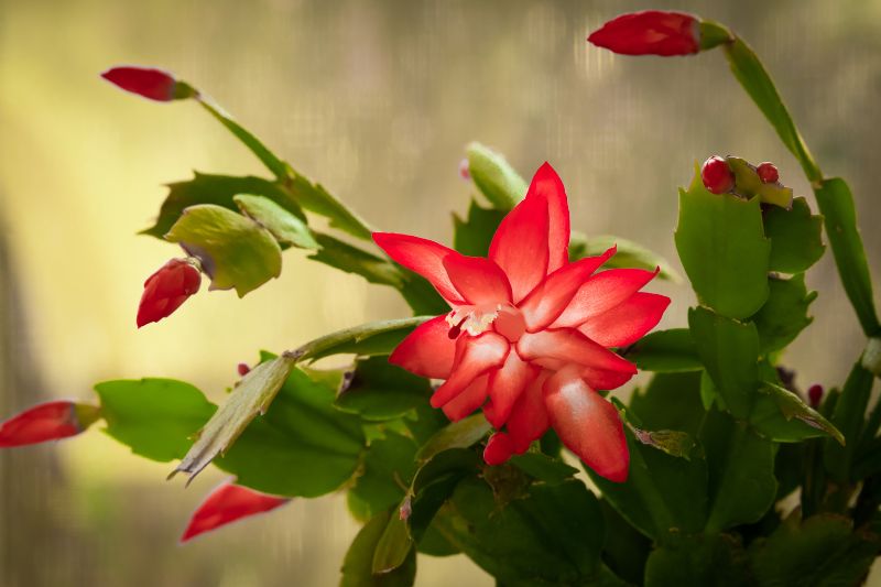 De Betovering van Rood: 10 Vetplanten met Prachtige Bloemen
