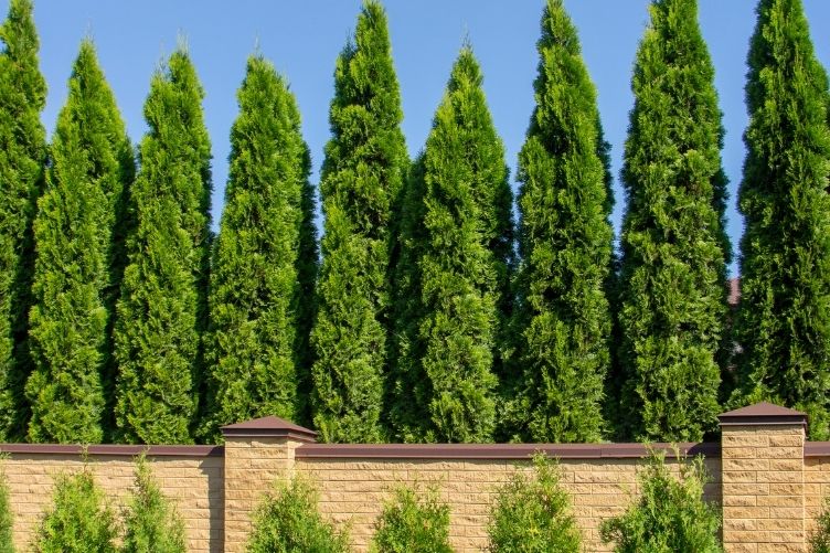 8 Snelgroeiende en Groenblijvende Krachtpatsers: Bomen die Effectief Geluid Dempen